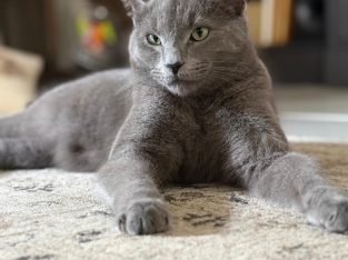 Domestic Short Hair (DSH) – Berwick