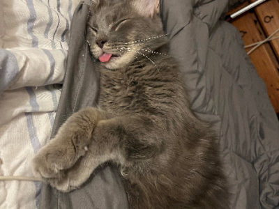 Domestic Long Hair (DLH) – Logan Central