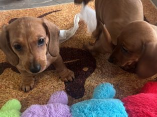 Dachshund – Kim Power