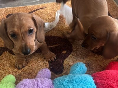 Dachshund – Kim Power