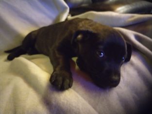 Cane Corso – Noble Park North