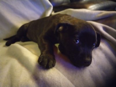 Cane Corso – Noble Park North