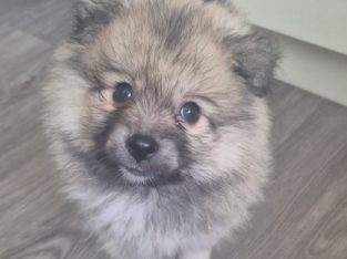 Pomsky – Forest Lake