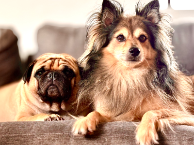 Dogs – Upper Coomera