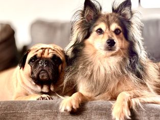 Dogs – Upper Coomera