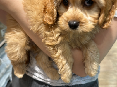 Cavoodle – Chatswood