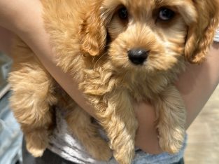 Cavoodle – Chatswood