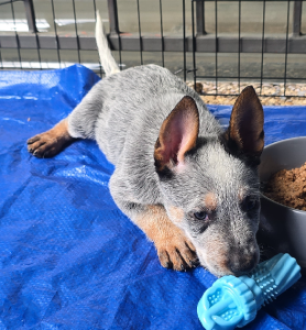 Australian Cattle Dog – Wagga Wagga