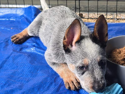 Australian Cattle Dog – Wagga Wagga