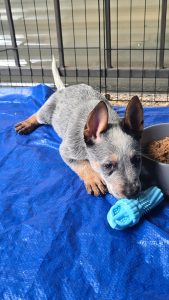 Australian Cattle Dog – Wagga Wagga