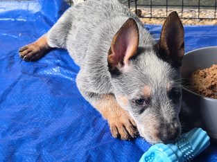 Australian Cattle Dog – Wagga Wagga