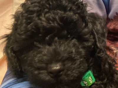 Toy Poodle – Piara Waters