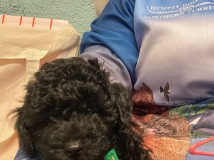 Toy Poodle – Piara Waters