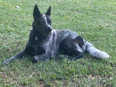 Australian Cattle Dog – Newcastle