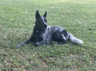 Australian Cattle Dog – Newcastle