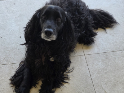 Spoodle – Roselands