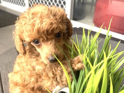 Toy Poodle – Georges Hall