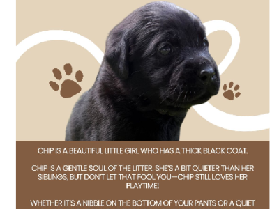 Labrador Retriever – Muswellbrook