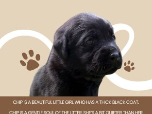 Labrador Retriever – Muswellbrook