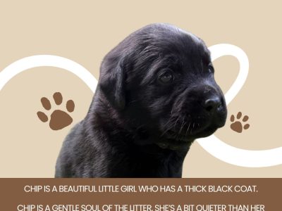 Labrador Retriever – Muswellbrook