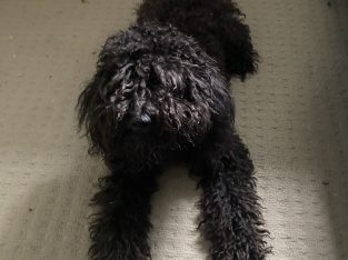 Dogs – Townsville City