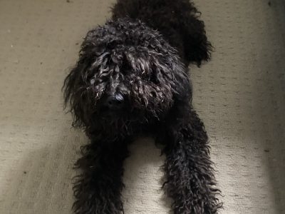 Dogs – Townsville City