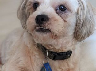 Shih Tzu Bichon Frise cross – Mount Gravatt East