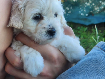 Lhasa Apso – Elizabeth Hankin-Rutene