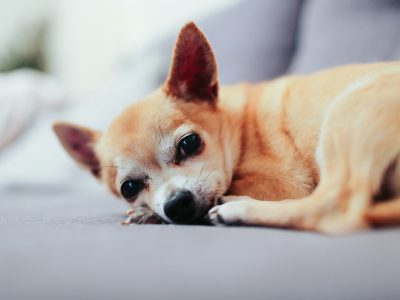 How to Raise a Confident Chihuahua