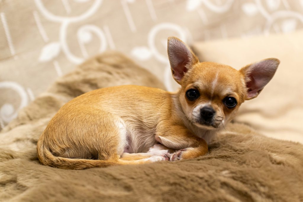 Why Chihuahuas Have Bad Teeth