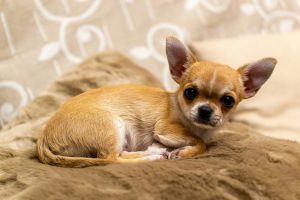Why Chihuahuas Have Bad Teeth