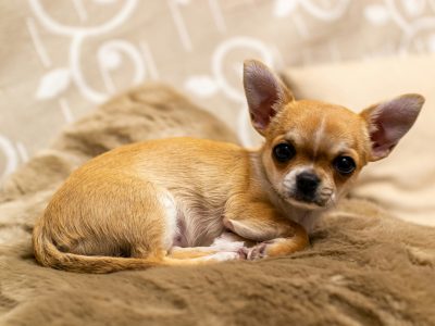 Why Chihuahuas Have Bad Teeth
