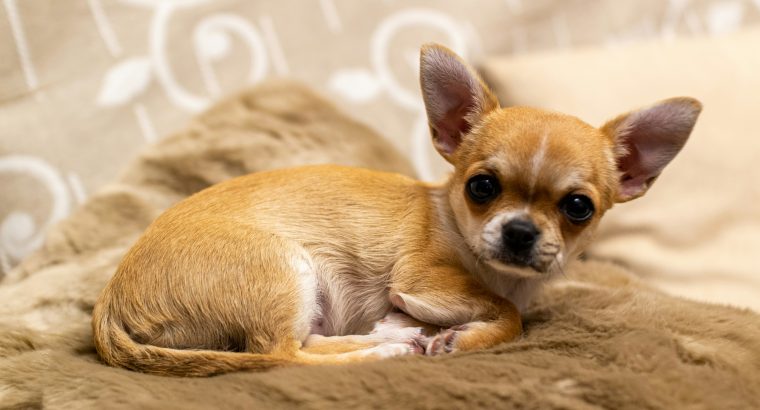 Why Chihuahuas Have Bad Teeth