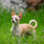 Potty Training a Chihuahua