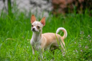Potty Training a Chihuahua