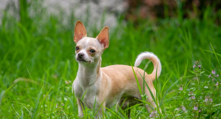 Potty Training a Chihuahua