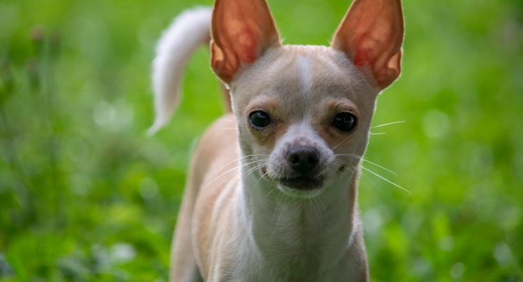 Apple Head vs. Deer Head Chihuahuas