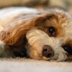 Cavoodle Generations Explained