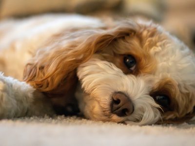 Cavoodle Generations Explained