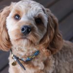 Cost of Owning a Cavoodle in Australia