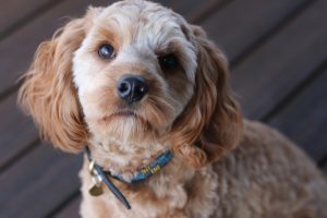 Cost of Owning a Cavoodle in Australia