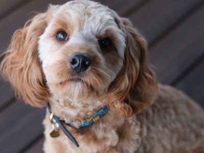 Cost of Owning a Cavoodle in Australia (2026 Price Guide)
