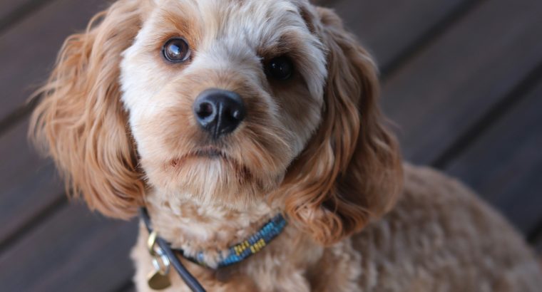 Cost of Owning a Cavoodle in Australia (2026 Price Guide)