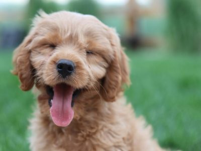 Do Cavoodles Have Separation Anxiety?