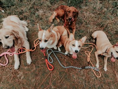 What Breed Best Suits Me? Your Complete Guide to Finding Your Perfect Dog Match