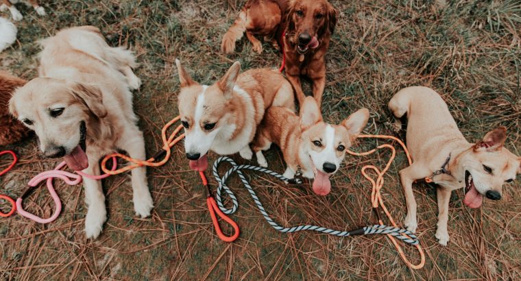 What Breed Best Suits Me? Your Complete Guide to Finding Your Perfect Dog Match