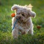 Common Cavoodle Health Issues
