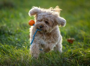 Common Cavoodle Health Issues