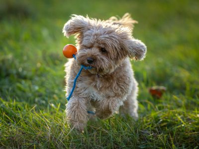 5 Common Cavoodle Health Issues