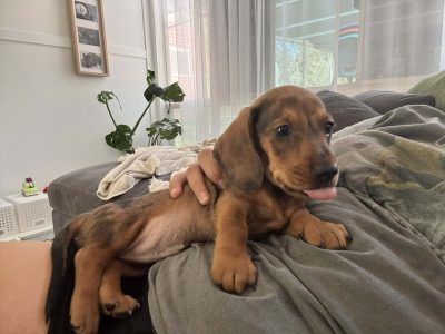 Dachshund – Nanango